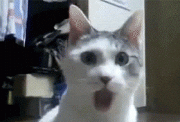 Surprised cat